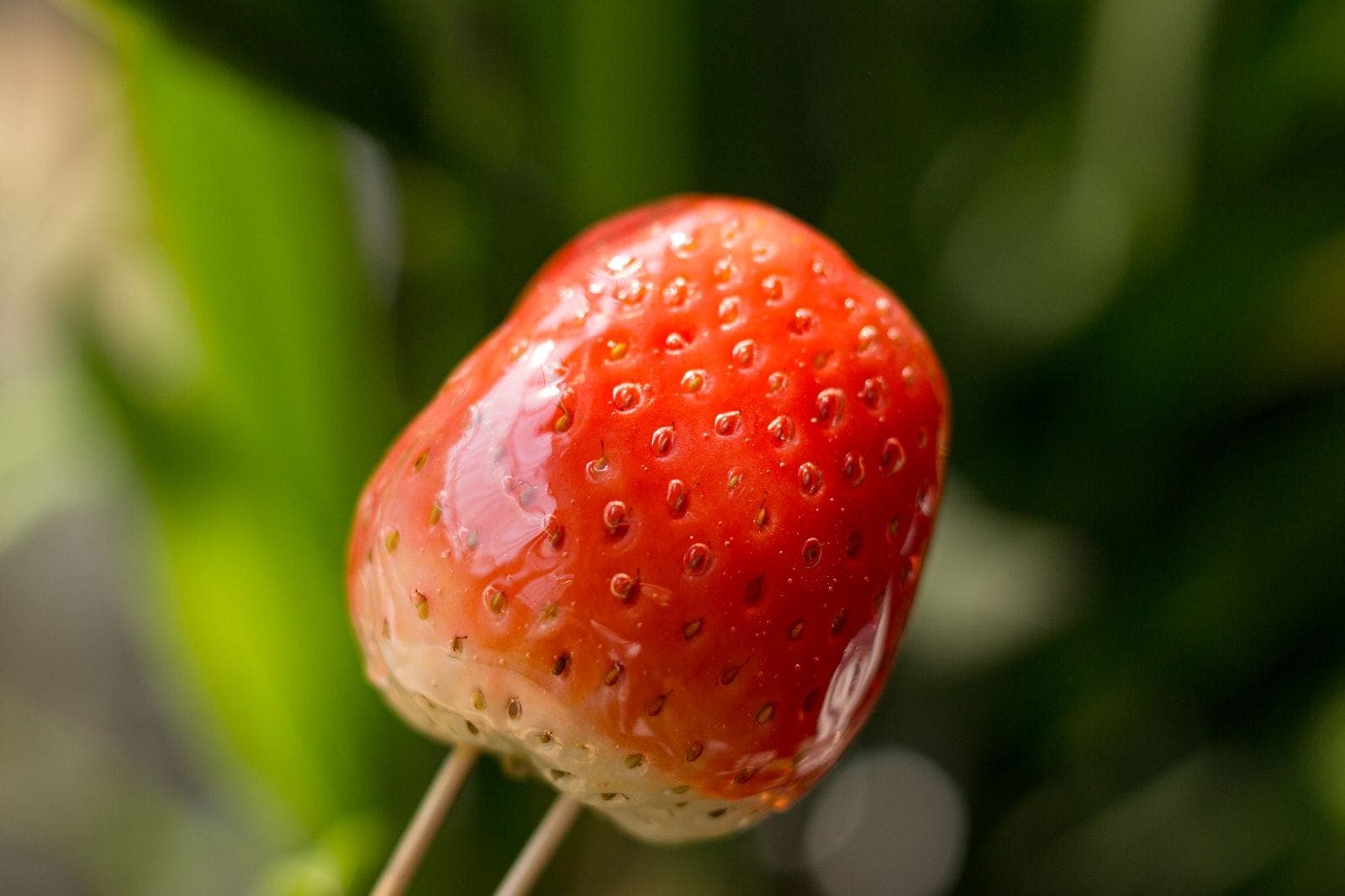 A single glazed strawberry on a skewer with a glassy hard-candy shell